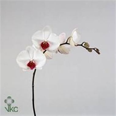 Phalaenopsis Orchid - red lips