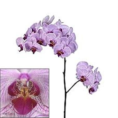 Phalaenopsis Orchid - shanghai