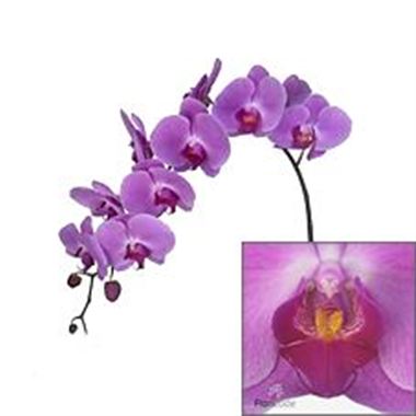 Phalaenopsis Orchid - surabaya