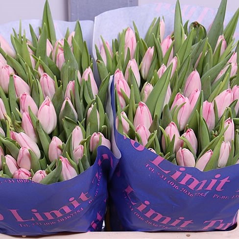 Weekly Special - TULIPS PINK