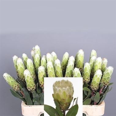 Protea Little Lady White