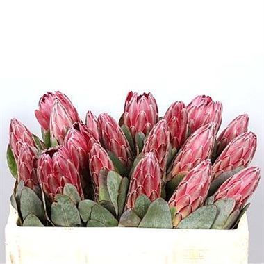 Protea sheila