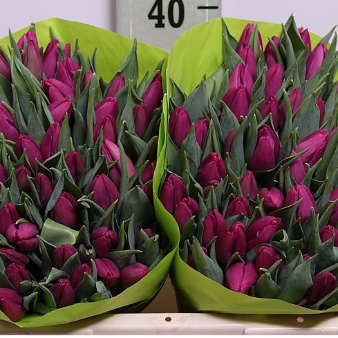 Weekly Special - TULIPS PURPLE