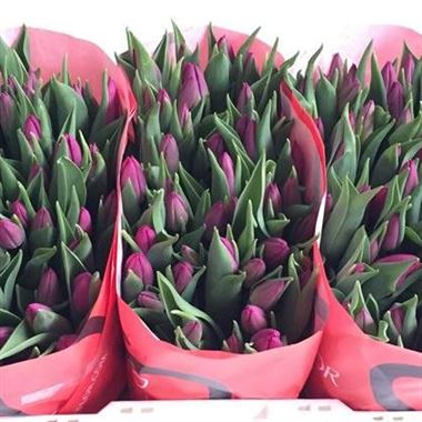 Tulips purple (our choice)
