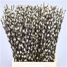 Salix Pussy Willow White Snowflake