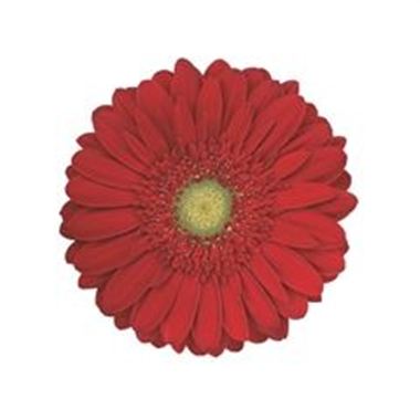 Gerbera Carambole
