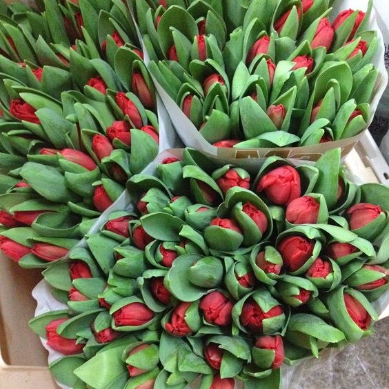 Weekly Special - Red Tulips