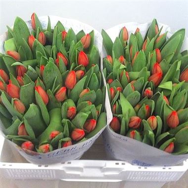 Tulips red (our choice)