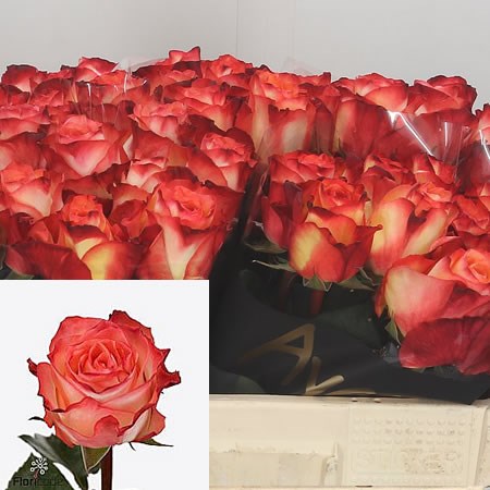 Rose Habari