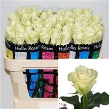 Rose A-1 40cm (small headed)
