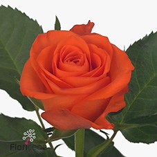 Rose Almanza