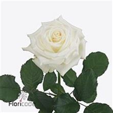 Rose alpe d'huez