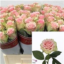 Rose Dreamland