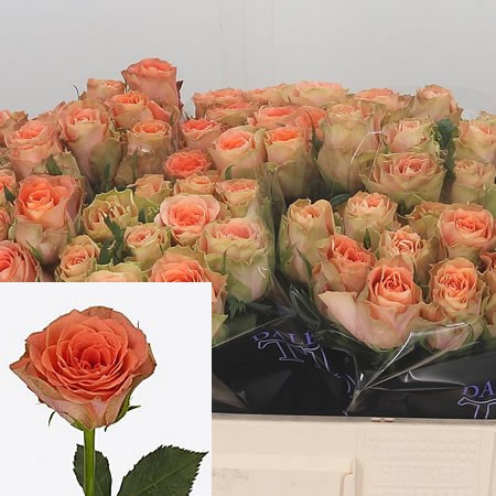 Rose Florentine