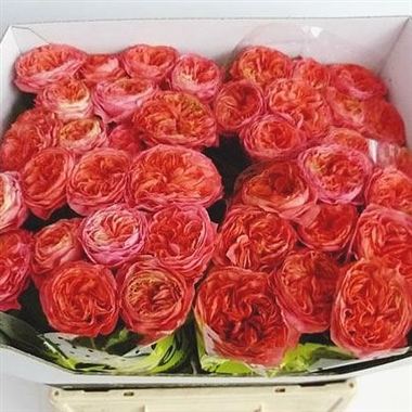 Rose glory days