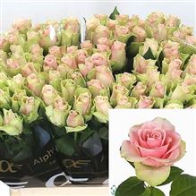 Rose La Belle 40cm (small headed)