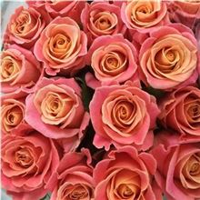 Rose Miss Piggy