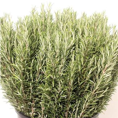 Rosemary (fresh)