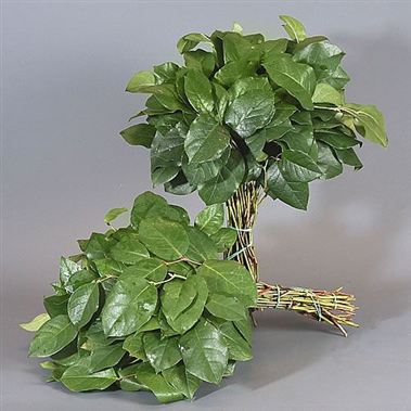 Gaultheria Salal Tips