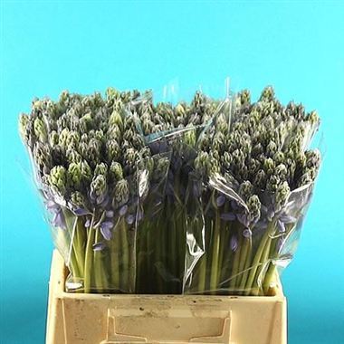 Scilla Blue