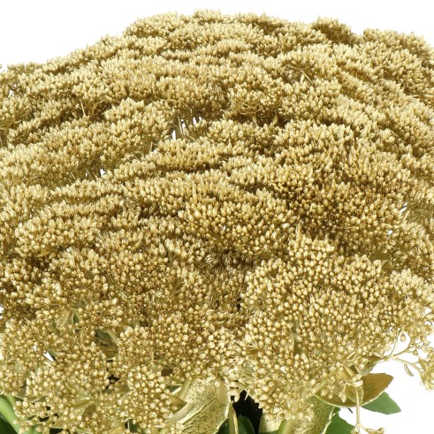 SEDUM DYED GOLD