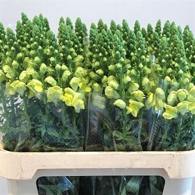 Snapdragon potomac yellow