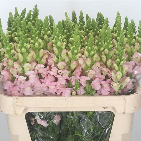Snapdragon Costa Silver