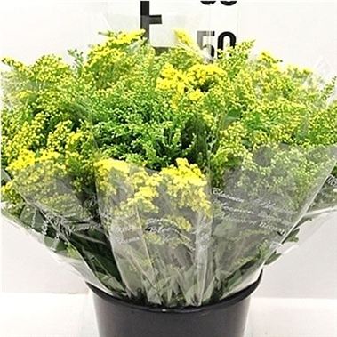 Solidago Mix - 5 stem bunches