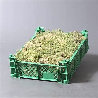 Sphagnum Moss