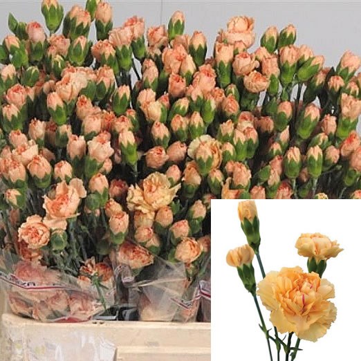CARNATION SPR. DANY GOLD
