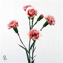 Carnation spr. Scarlette Plus