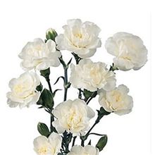 Carnation spr. Bagatel