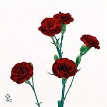 Carnation spr. Chateau