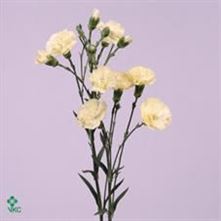 Carnation spr. Imagine