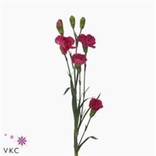 Carnation spr. Pigeon