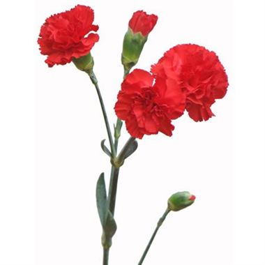 Carnation SPR. Scarlet Red
