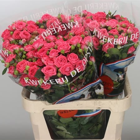 ROSE SPRAY APRICIO