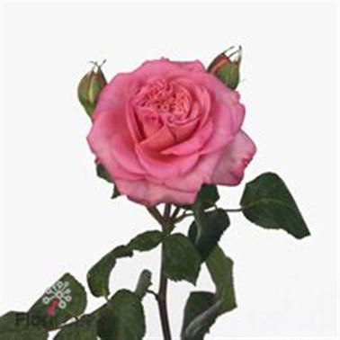 Rose Spray ashley
