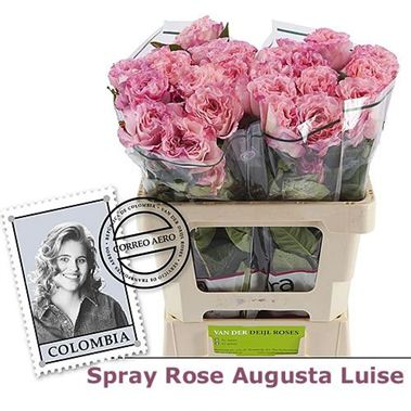 Rose Spray augusta luise