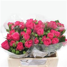 Rose Spray baronesse freiland (mini)