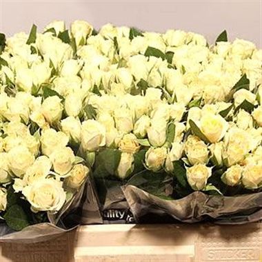Rose Spray cream irischka