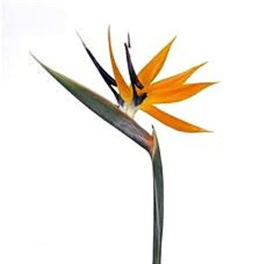 Strelitzia Flowers x 12