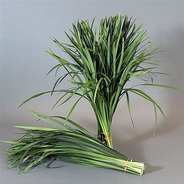 T-Grass Green (China Grass)