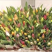 Weekly Special - TULIPS MIXED