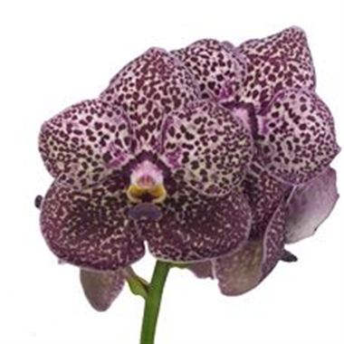 Vanda Orchid - deep purple spots