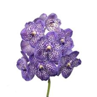 Vanda Orchid - exotic purple