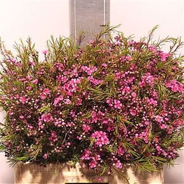 Waxflower Eden