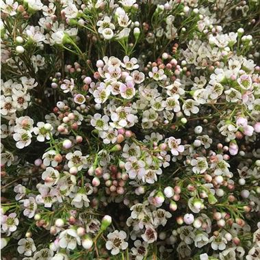 Waxflower Maya