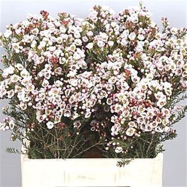 Waxflower moonlight delight