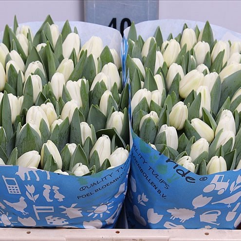 Weekly special - TULIPS WHITE